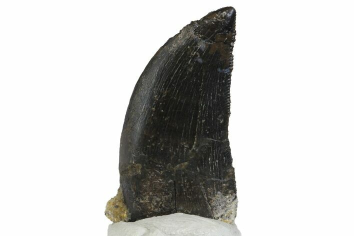 Serrated, Allosaurus Tooth - Bone Cabin Quarry, Wyoming #163399